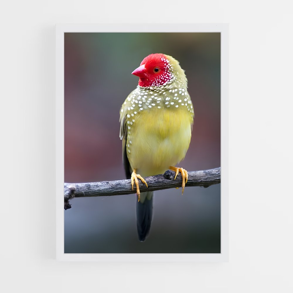 ap-finch-3 cadre Blanc