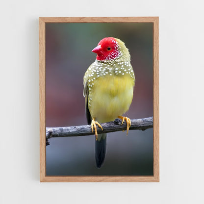ap-finch-3 cadre Bois clair