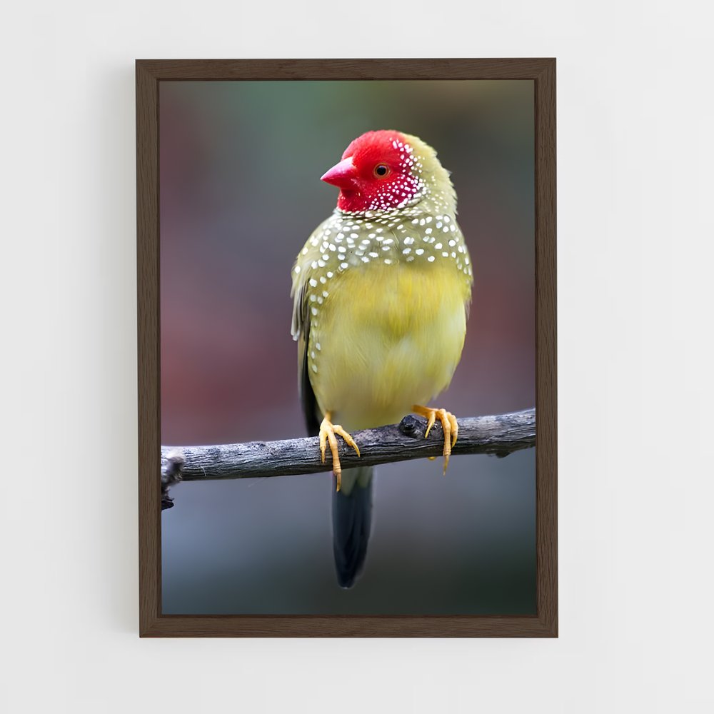 ap-finch-3 cadre Bois foncé