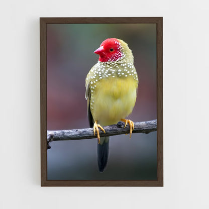 ap-finch-3 cadre Bois foncé