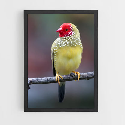 ap-finch-3 cadre Noir