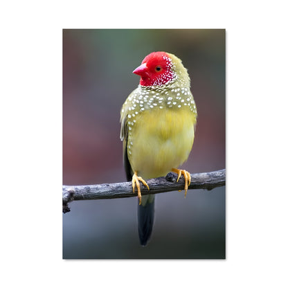 Poster Le Chardonneret Radieux