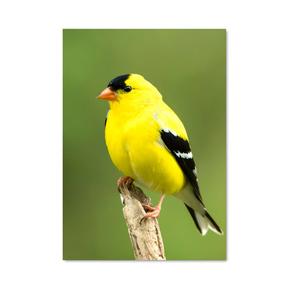 Poster Chanteur des Bois