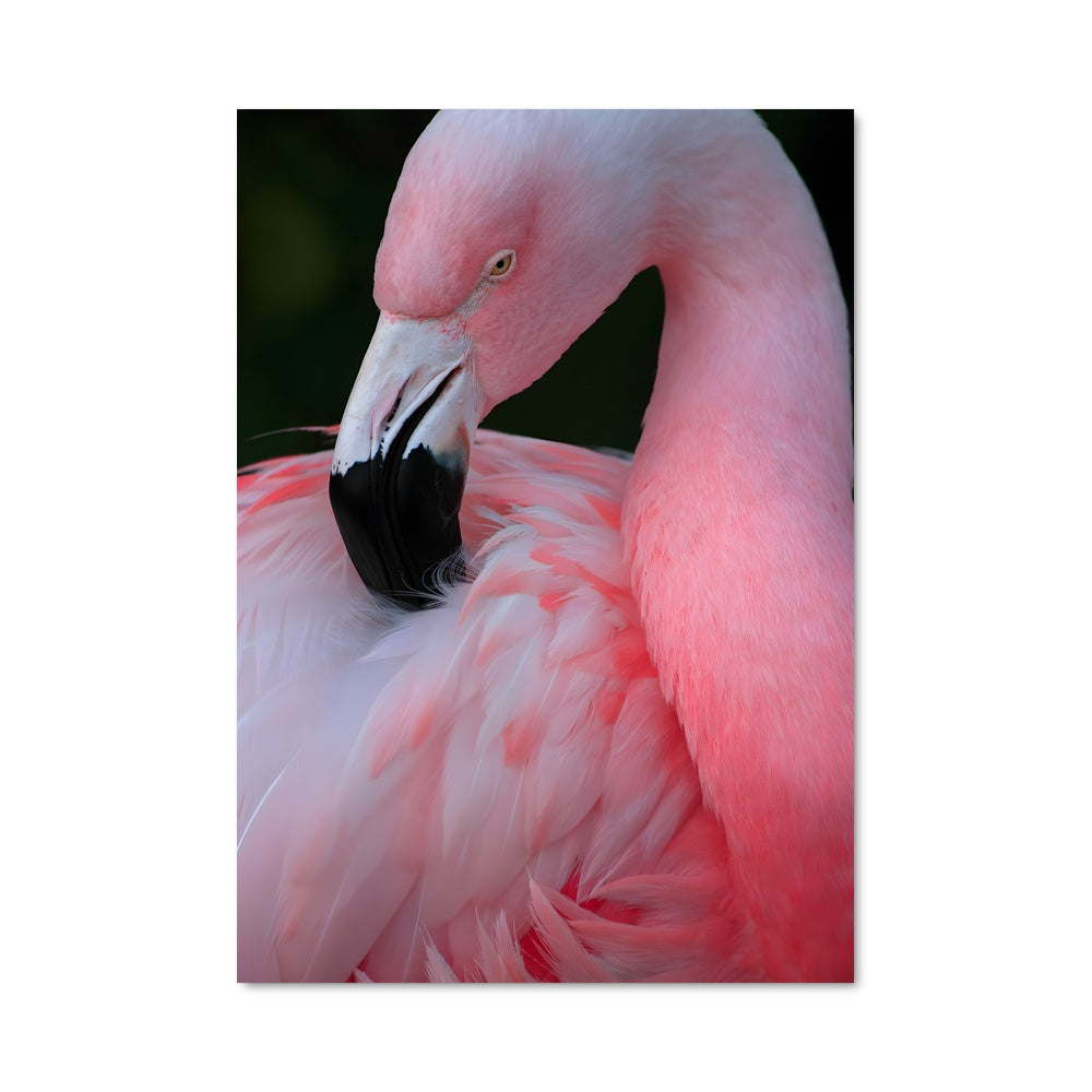 Poster Flamant Noir