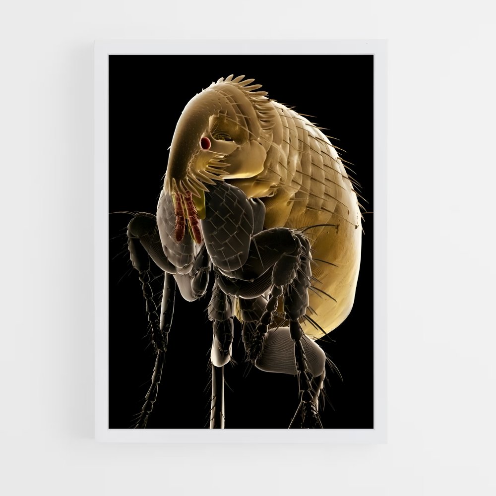 ap-flea-6 cadre Blanc