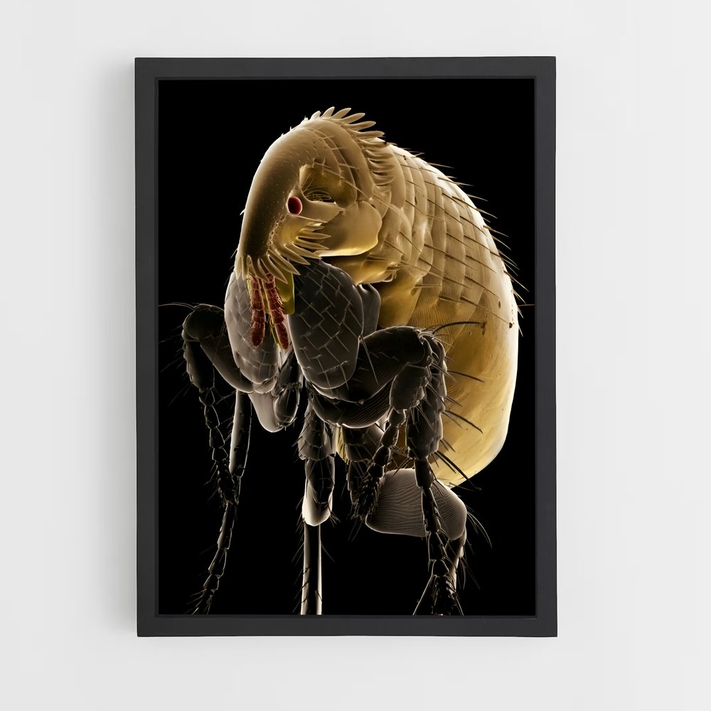 ap-flea-6 cadre Noir