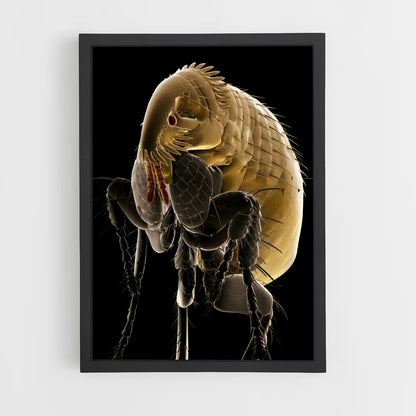 ap-flea-6 cadre Noir