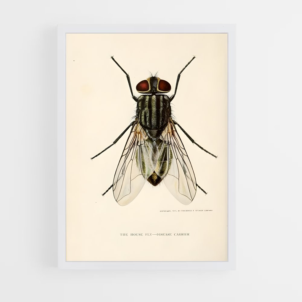 ap-fly-6 cadre Blanc