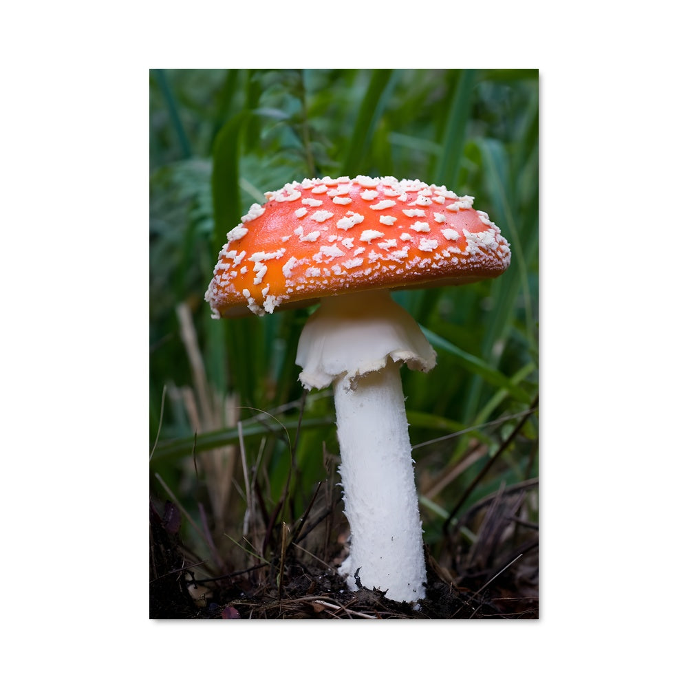 Poster Amanite Éblouissante