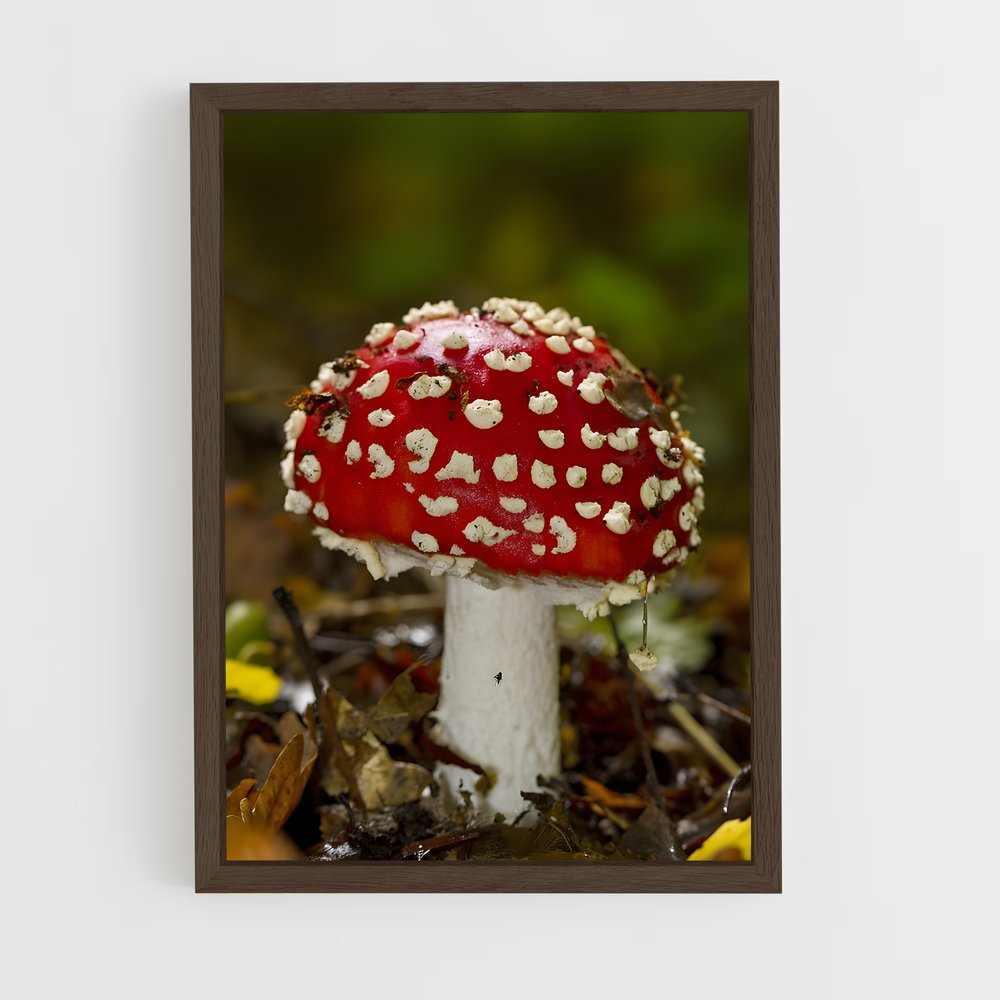 ap-fly agaric-10 cadre Bois foncé