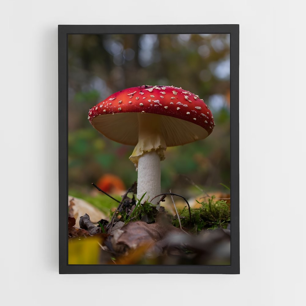 ap-fly agaric-4 cadre Noir