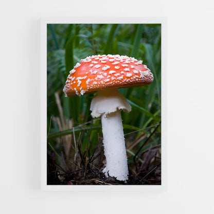 ap-fly agaric-7 cadre Blanc