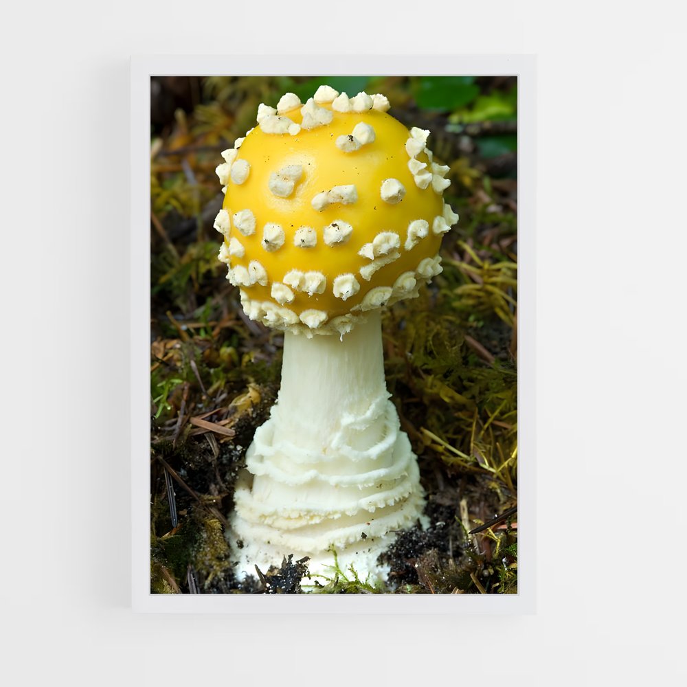 ap-fly agaric-9 cadre Blanc