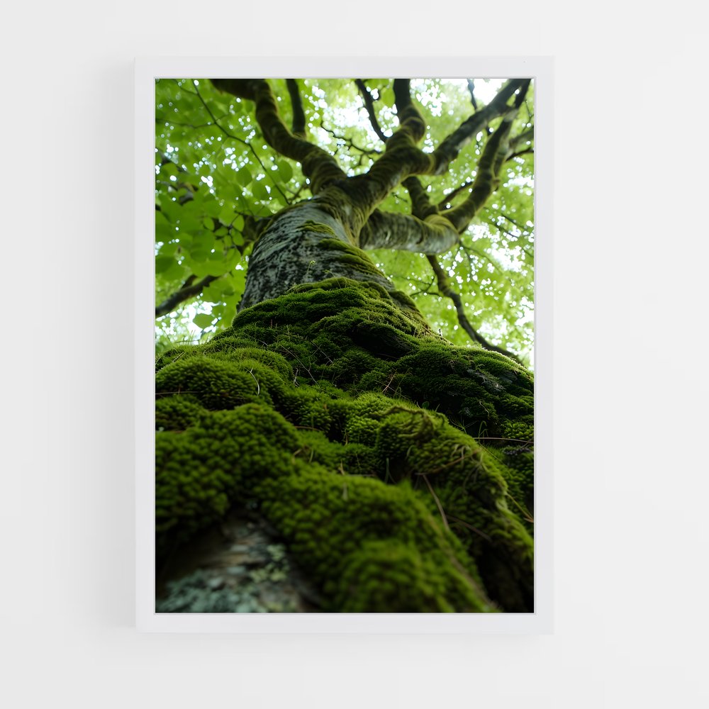 ap-forest moss-1 cadre Blanc