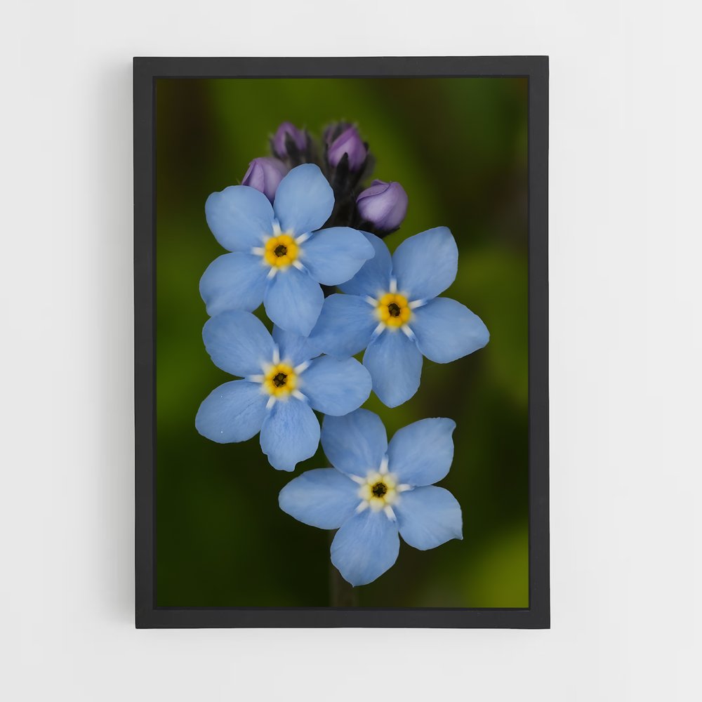 ap-forget-me-not-1 cadre Noir