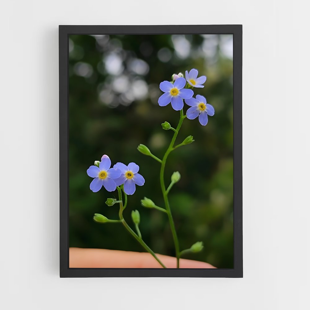 ap-forget-me-not-5 cadre Noir