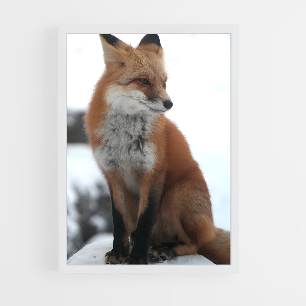 ap-fox-3 cadre Blanc