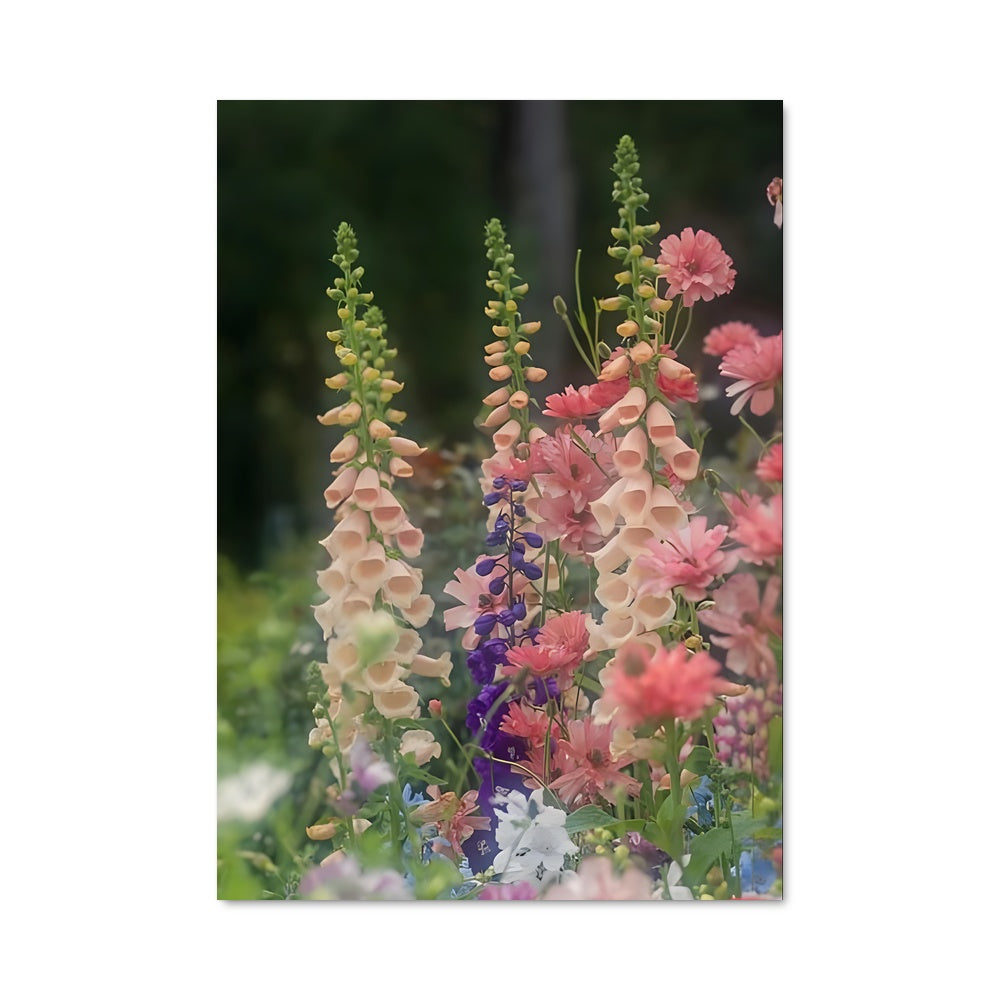 Poster Foxglove 96548