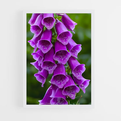 ap-foxglove-2 cadre Blanc