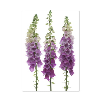 Poster Violette Élégante