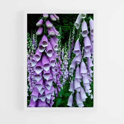 ap-foxglove-5 cadre Blanc