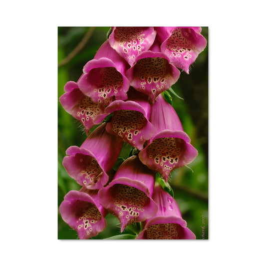 Poster Fleur de Digitalis