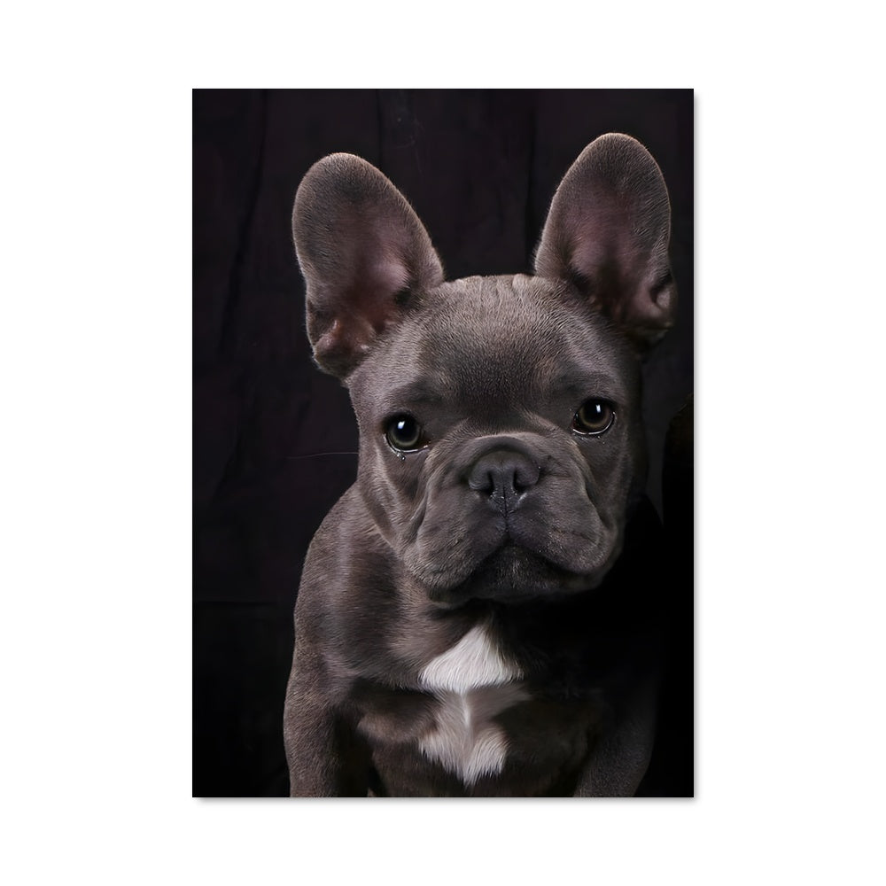 Poster Frenchie Noir