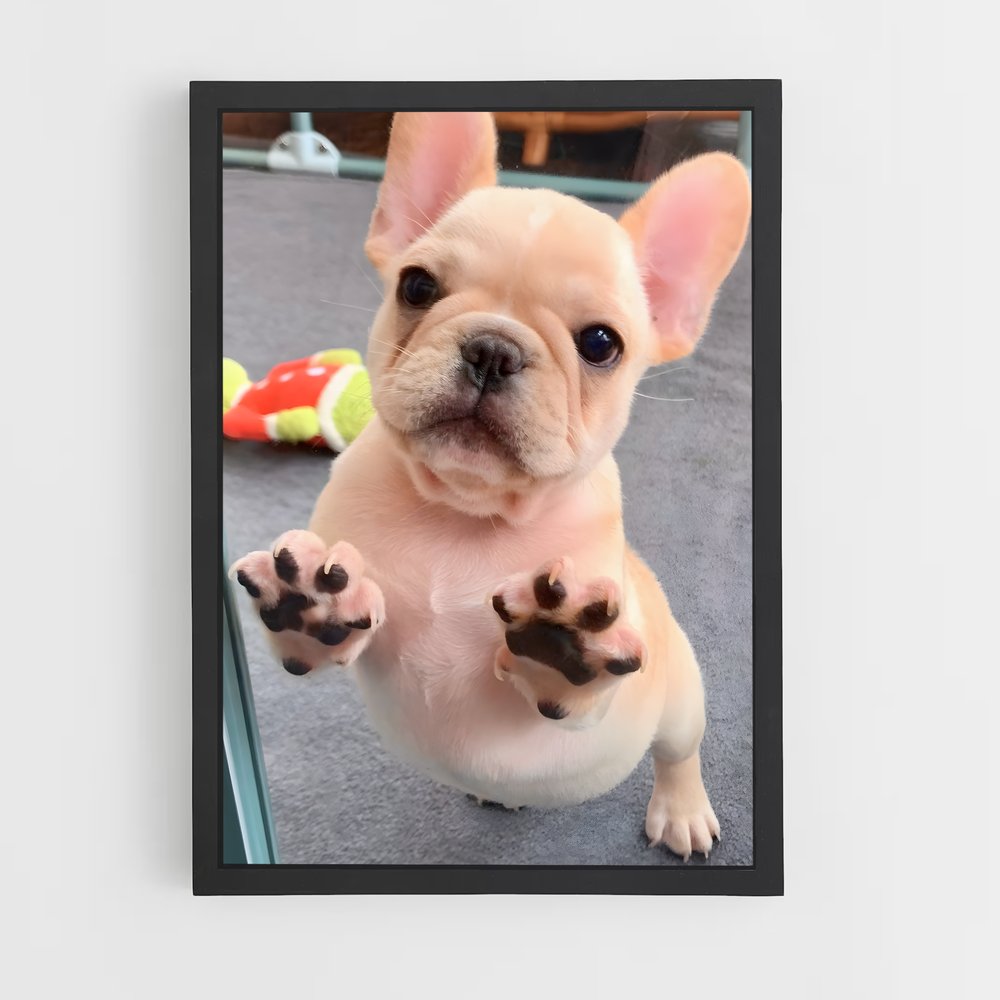 ap-french bulldog-1 cadre Noir