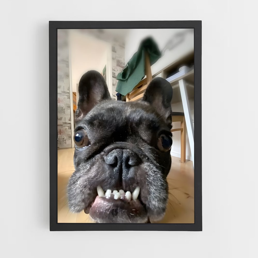 ap-french bulldog-2 cadre Noir