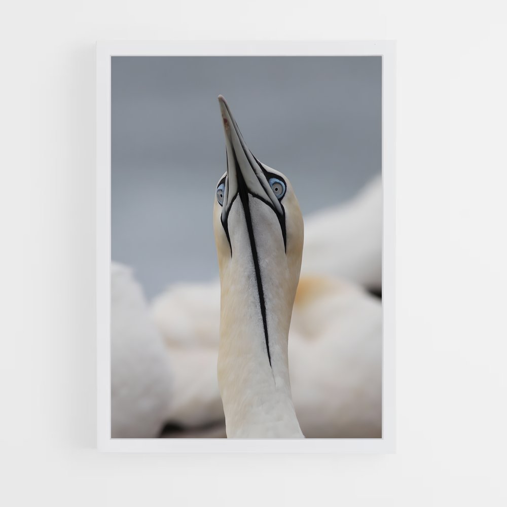 ap-gannet-10 cadre Blanc