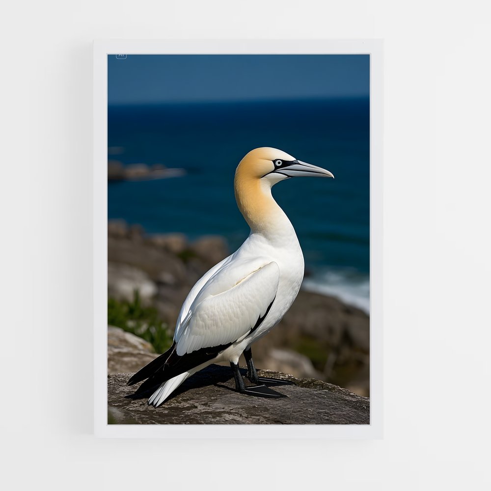 ap-gannet-2 cadre Blanc