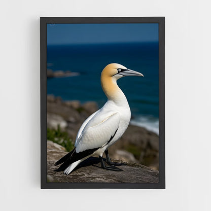 ap-gannet-2 cadre Noir