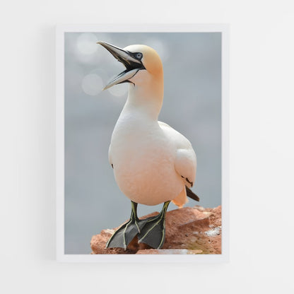 ap-gannet-3 cadre Blanc