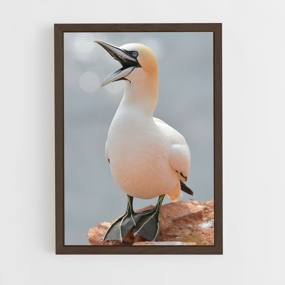 ap-gannet-3 cadre Bois foncé