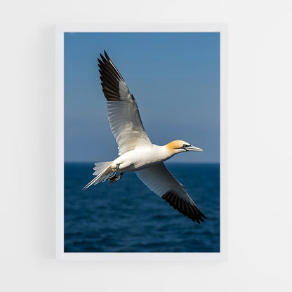 ap-gannet-4 cadre Blanc