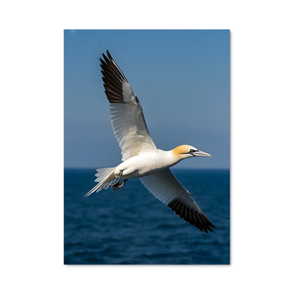 Poster L'Oiseau des Mers
