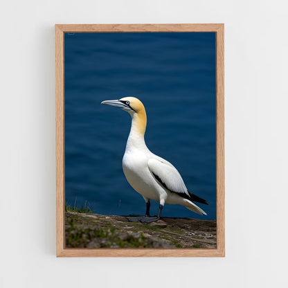 ap-gannet-5 cadre Bois clair