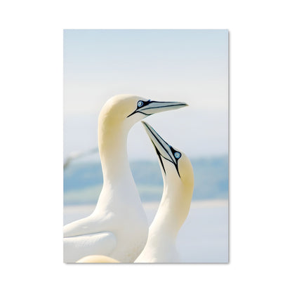 Poster L'Amitié des Gannet