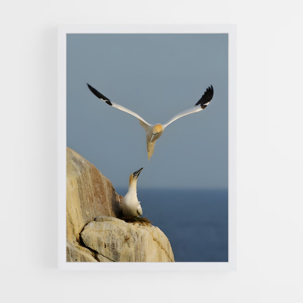 ap-gannet-7 cadre Blanc