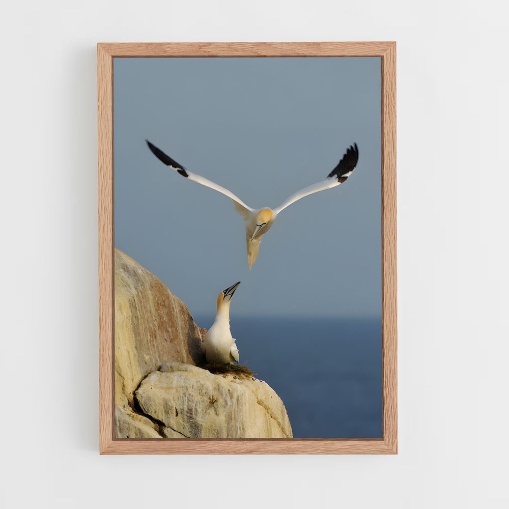 ap-gannet-7 cadre Bois clair