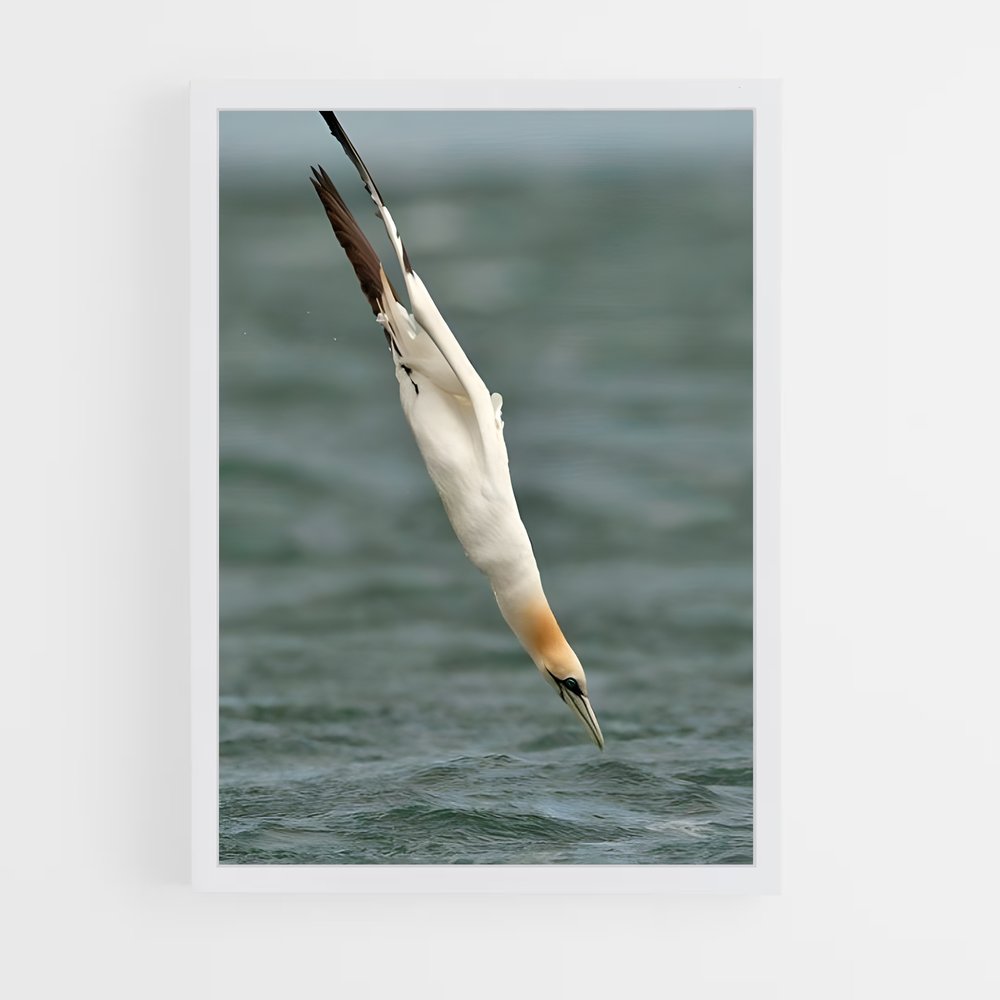 ap-gannet-8 cadre Blanc