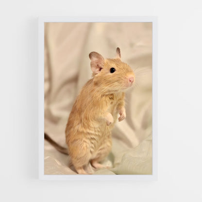 ap-gerbil-2 cadre Blanc