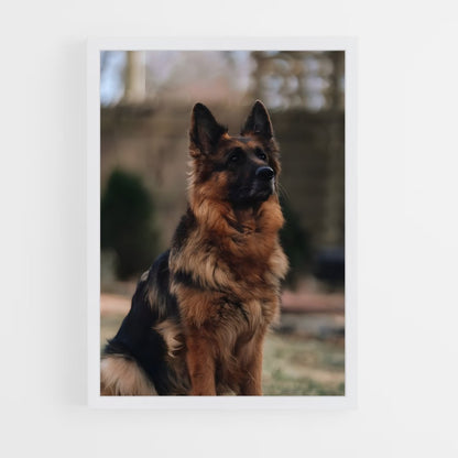 ap-german shepherd-1 cadre Blanc