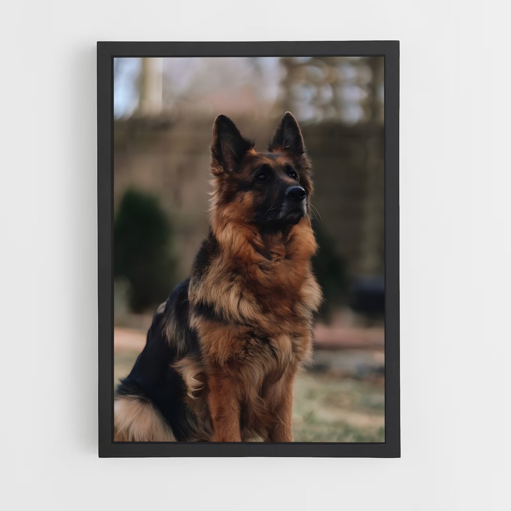 ap-german shepherd-1 cadre Noir