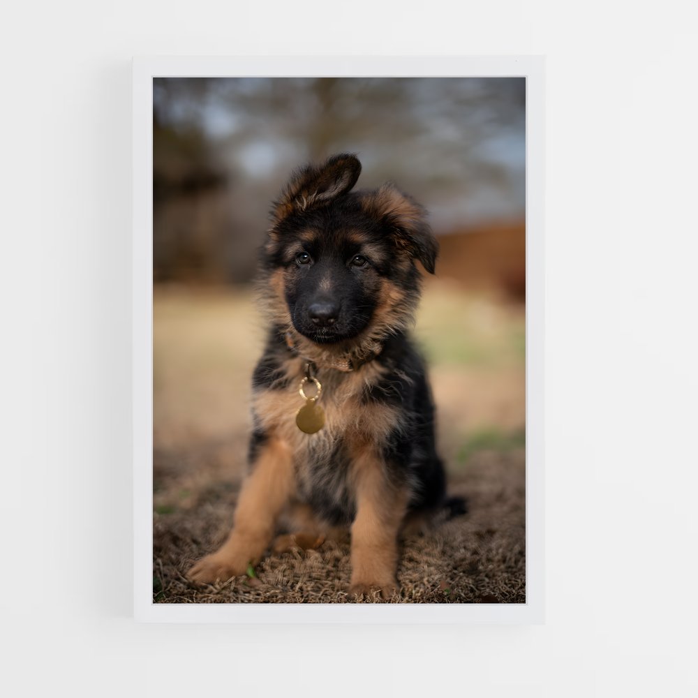 ap-german shepherd-4 cadre Blanc