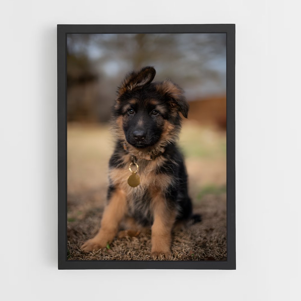 ap-german shepherd-4 cadre Noir