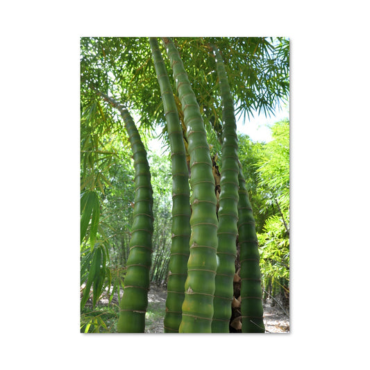 Poster Giant bamboo 96303