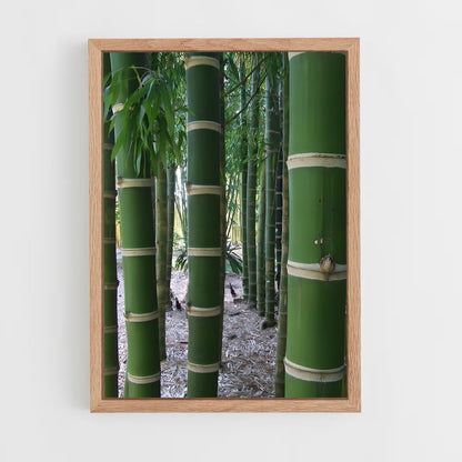 ap-giant bamboo-2 cadre Bois clair
