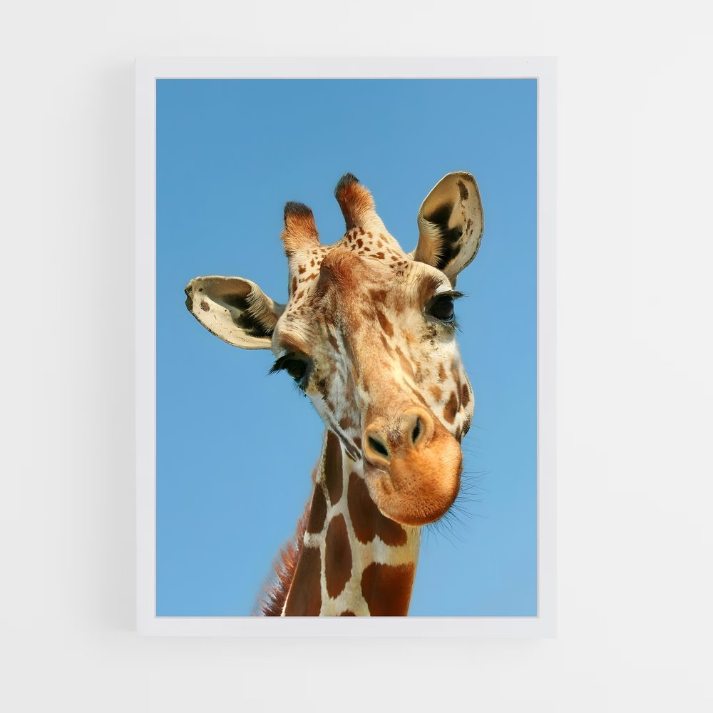 ap-giraffe-1 cadre Blanc