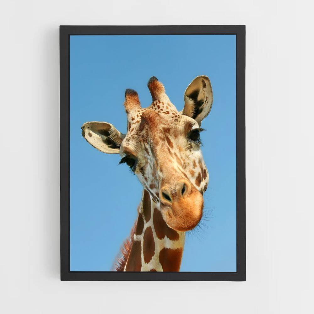 ap-giraffe-1 cadre Noir